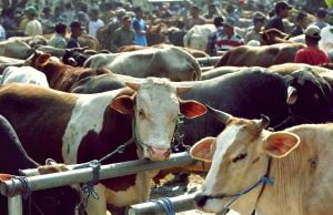 Bolehkah Menjual Kulit Hewan Qurban dan Menukarkan dengan Kambing ?